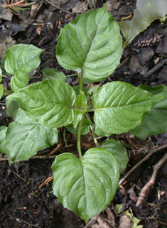 Common Enchanter's-nightshade