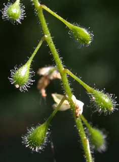 Common Enchanter's-nightshade