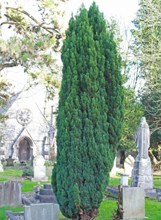 Ellwood's Cypress