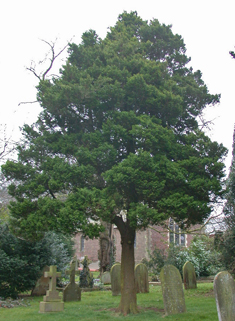 Sawara Cypress