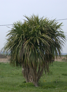 Cabbage-palm