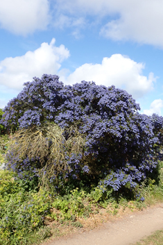 Ceanothus 'Concha'
