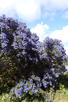 Ceanothus 'Concha'
