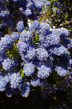 Ceanothus 'Concha'