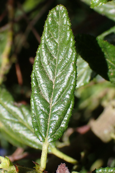 Ceanothus 'Concha'