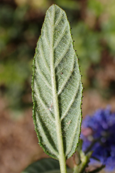 Ceanothus 'Concha'