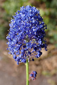 Ceanothus 'Concha'