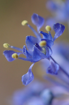 Ceanothus 'Concha'