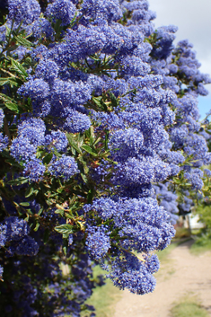 Ceanothus 'Concha'