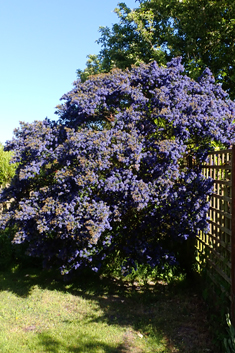 Ceanothus 'Dark Star'