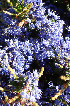 Ceanothus 'Dark Star'