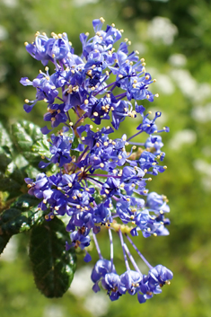 Ceanothus 'Dark Star'