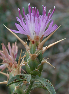 Red Star-thistle