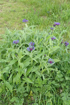 Perennial Cornflower