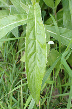 Perennial Cornflower