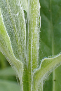 Perennial Cornflower