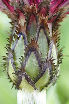 Perennial Cornflower