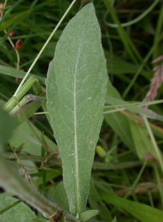 Common Knapweed