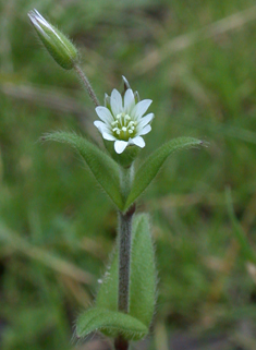 Common Mouse-ear
