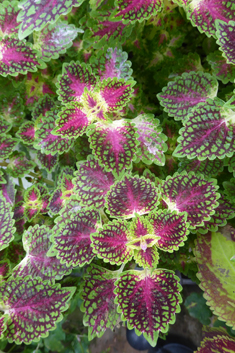 Painted-nettle