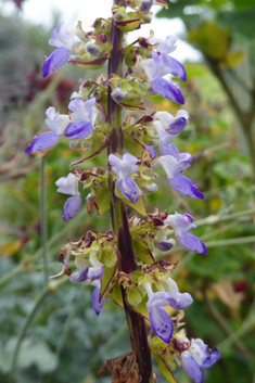 Painted-nettle