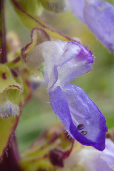 Painted-nettle