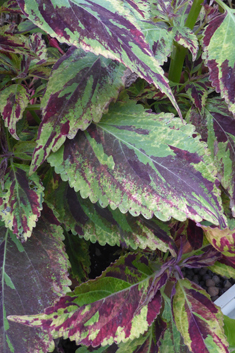Painted-nettle