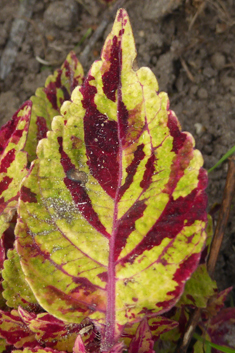 Painted-nettle