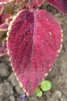 Painted-nettle