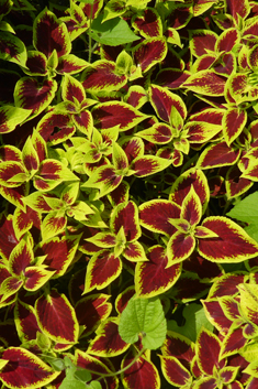 Painted-nettle