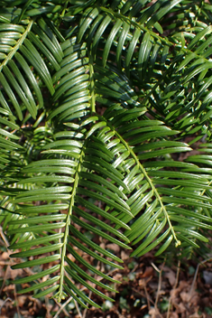 Japanese Plum-yew