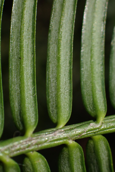 Japanese Plum-yew