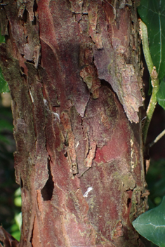 Japanese Plum-yew