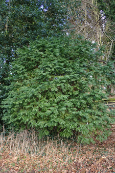 Japanese Plum-yew