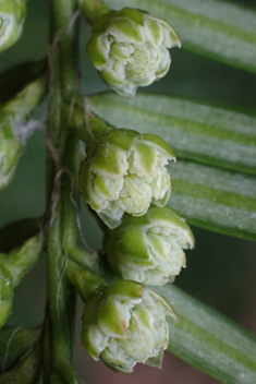 Japanese Plum-yew