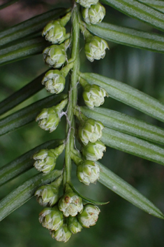 Japanese Plum-yew