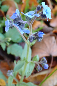 Chinese Hound's-tongue