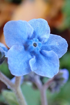 Chinese Hound's-tongue