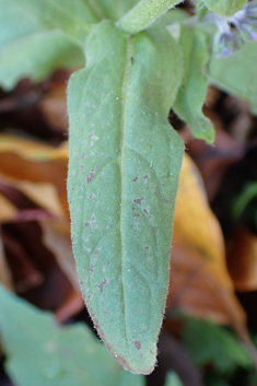 Chinese Hound's-tongue
