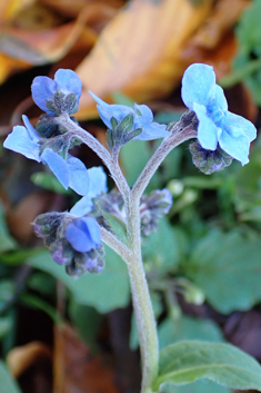 Chinese Hound's-tongue