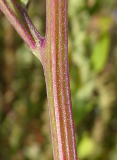 Striped Goosefoot
