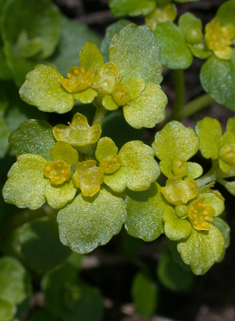 Opposite-leaved Golden-saxifrage