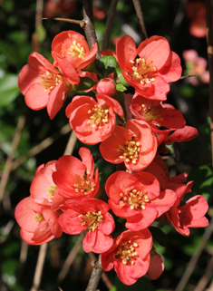 Japanese Flowering Quince