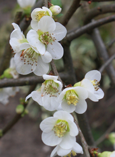 Chinese Flowering Quince