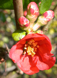 Chinese Flowering Quince