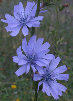 Chicory