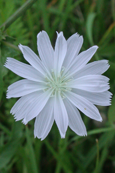 Chicory