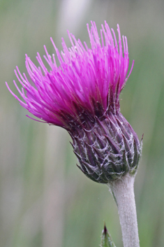 Meadow Thistle