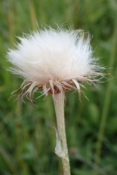 Meadow Thistle