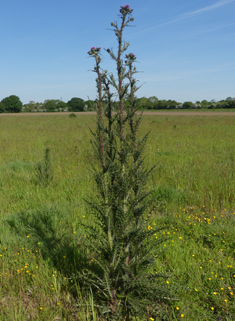 Marsh Thistle